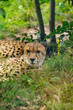 Gepard w zoo