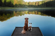 two dogs on lake . Pet on the nature. red Nova Scotia Duck Tolling Retriever and jack russell terrier 