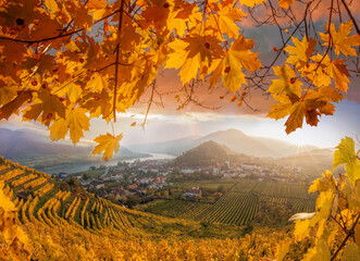 Wall Mural - Famous vineyards during autumn with maple leaves against sunset in Wachau, Spitz, Austria