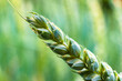 © HollandPhotostock.nl - Halm of the wheat plant