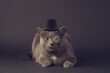 Sophisticated cat portrait wearing a top hat and eye monocle.