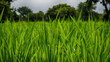 Green fodder crop grown for cattle near Mysore