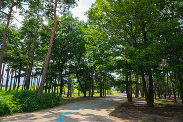 Sticker - 公園の遊歩道　信州スカイパーク