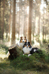 Wall Mural - two sheltie dog in the forest. Pet on the nature. tracking. Dawn, fairytale light