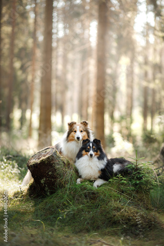 two sheltie dog in the forest. Pet on the nature. tracking. Dawn, fairytale light