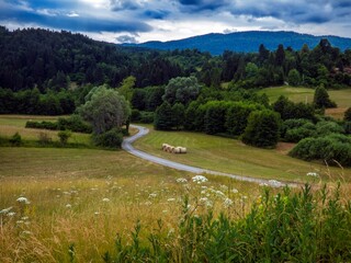 Wall Mural - summer