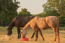 Two Horses Eating Grain From Tubs 
