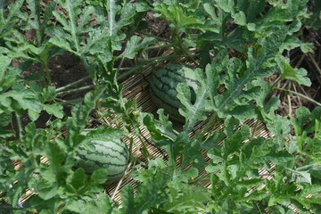 Wall Mural - Watermelon is effective in preventing heat fatigue because it has a fatigue-relieving and diuretic effect, and can be harvested about 40 days after flowering.