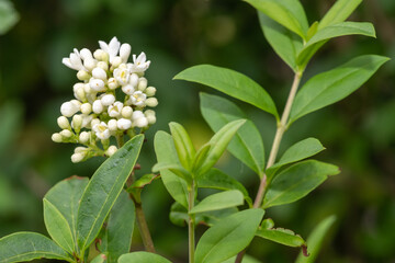 Wall Mural - Wild privet (ligustrum vulgare) flowers