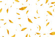 Falling flying autumn leaves background. Realistic autumn yellow leaf isolated on white background. Fall sale background. Vector illustration