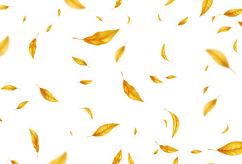 falling flying autumn leaves background. realistic autumn yellow leaf isolated on white background. 