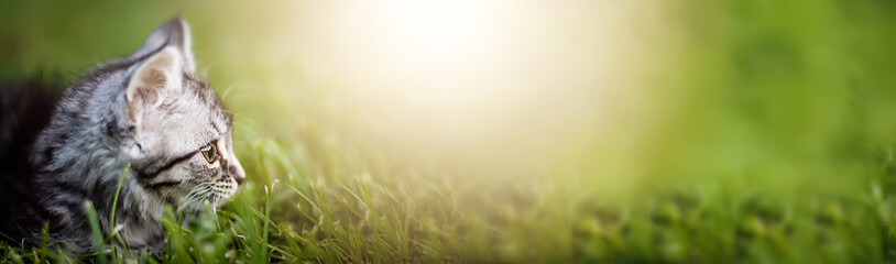 Banner with cute striped kitten 2 months. small pet on green grass in the garden.