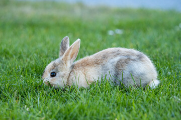 Wall Mural - close up of a cute bunny eating on the green grasses in the park