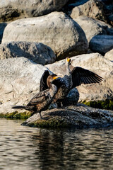 Canvas Print - duck in the water