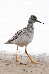 Canvas Print - black headed gull