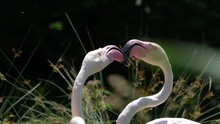 Romantic Couple Of Flamingos Cuddling And Kissing Outdoors During Sunny Day,close Up Track Shot