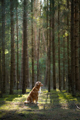 Wall Mural - dog in the green forest. Nova Scotia Duck Tolling Retriever in nature among the trees. sunlight