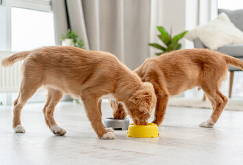 Sticker - Couple of toller puppies at home