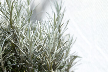 Fresh Rosemary Herb grow outdoor. Rosemary leaves Close-up.