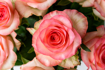 Wall Mural - Bouquet of pink roses on pink background.