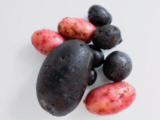 Wall Mural - Group of Purple Shetland Black and Red Potatoes Isolated on White Background. Vegetable still life for food from Hügelkultur no-dig raised bed.