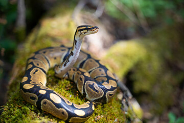 A young royal python lies on the green grass. He lifted his head up and looks majestically into the distance. Cold-blooded reptiles.