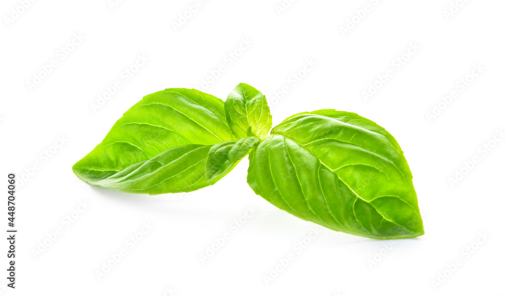 Fresh basil leaves on white background