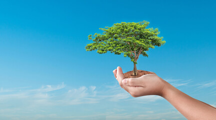 Canvas Print - hand holding tree on sky nature background. eco earth day concept.