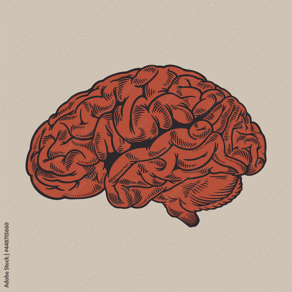 Engraving red human brain side view illustration old style. Human ...