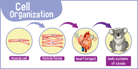 Poster - Diagram showing cell organization in a koala
