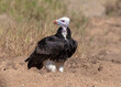 One white-headed vulture sitting on the ground