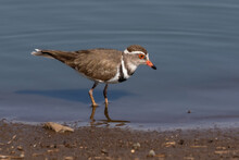 One Three-banded Plover Walking In Shallow Water