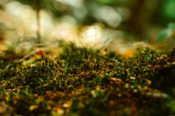 Natural natural background, moss and small grass in the swamp