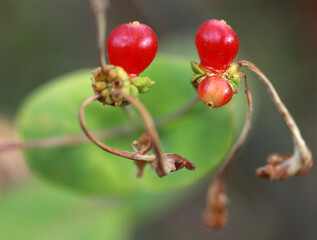 Poster - Branch of currants with red berries