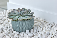 Decorative Ceramic Vase. Stylish Interior Home Design. Succulent And Cactus Plants In Pot
