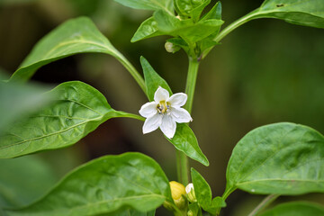 Sticker - Blooming bell pepper among green leaves in the garden