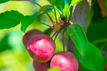 Wall Mural - red apples on the branch, harvest