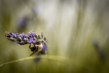 Macro Of Bee On Lavender