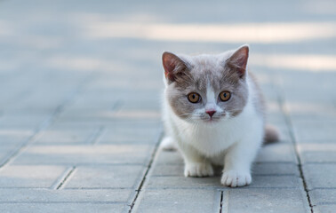 Wall Mural - portrait of littele kitten on gray background