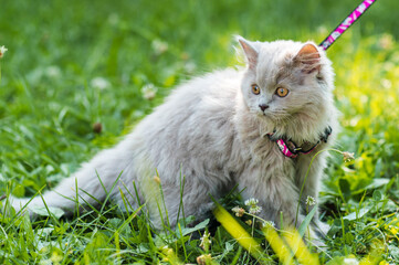 Wall Mural - Portrait og fluffy little kitten on green grass background