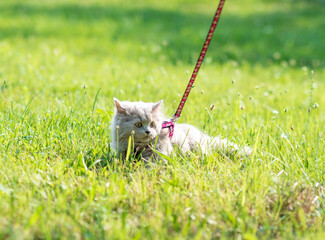 Wall Mural - Portrait og fluffy little kitten on green grass background