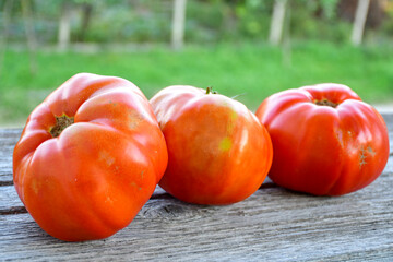 Wall Mural - Tomatoes planting. Fresh  Organic tomatoes from bio garden  on garden background