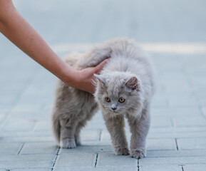 Wall Mural - Portrait of cute fluffy kitten on gray background