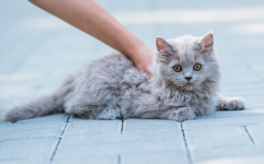 Wall Mural - Portrait of cute fluffy kitten on gray background