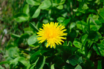 close-up - yellow dandelion blooming in green grass on a sunny day