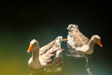 Two Geese Swimming In The Sunlit Water - Portugal, Sintra, Park Of Pena Palace