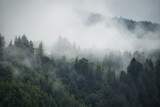 Fototapeta Las - fog in the forest