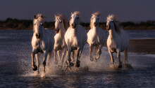 The Horses Of The Camargue