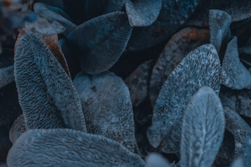 Stachys byzantina close up herbal shaggy hairy wooly plant leaves of Lamb's Ear bush close up macro as natural blue herbal botanical blurred outdoor dark grainy noisy wallpaper backdrop background  