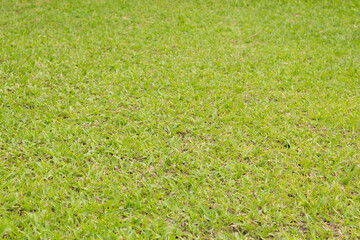 Wall Mural - green grass field